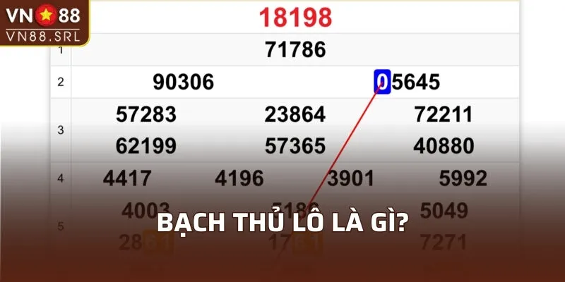 Bạch thủ lô là gì?