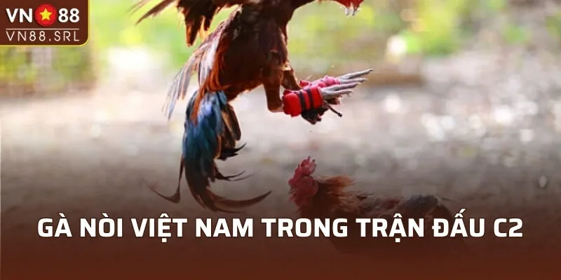 Gà nòi Việt Nam khi tham chiến đá gà