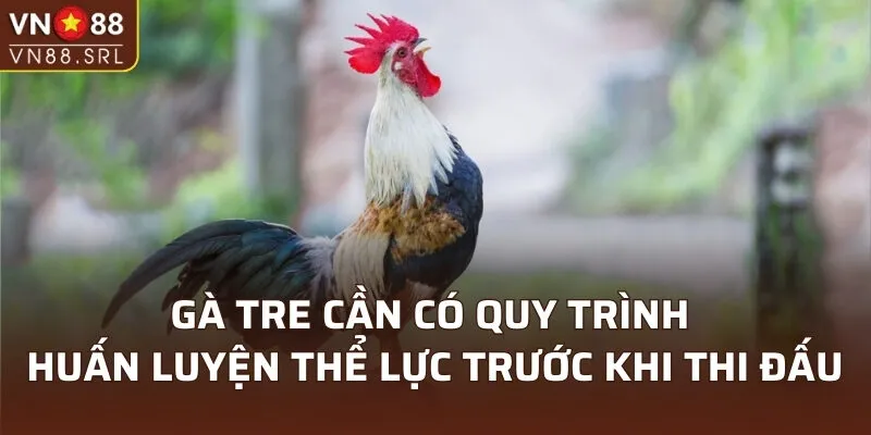 Gà tre cần có quy trình huấn luyện thể lực trước khi thi đấu