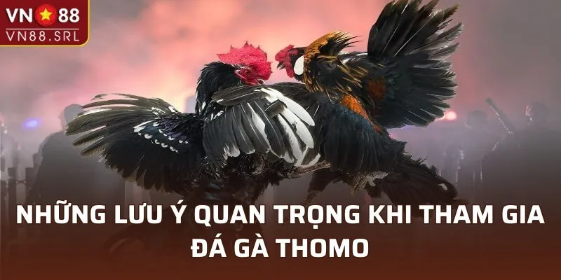 Lưu ý quan trọng khi tham gia đá gà Thomo