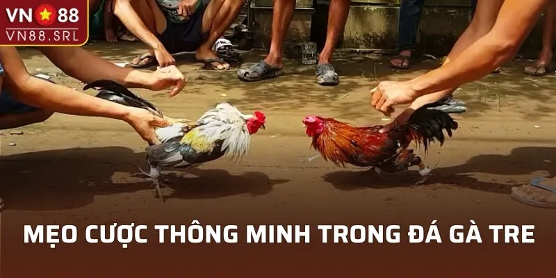 Mẹo cược thông minh trong đá gà tre