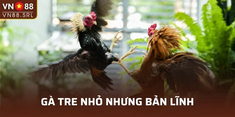 Những chú gà tre nhỏ bé nhưng đầy bản lĩnh