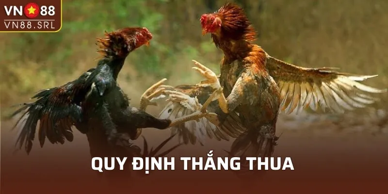 Quy định rõ ràng về thắng thua trong đá gà Thomo