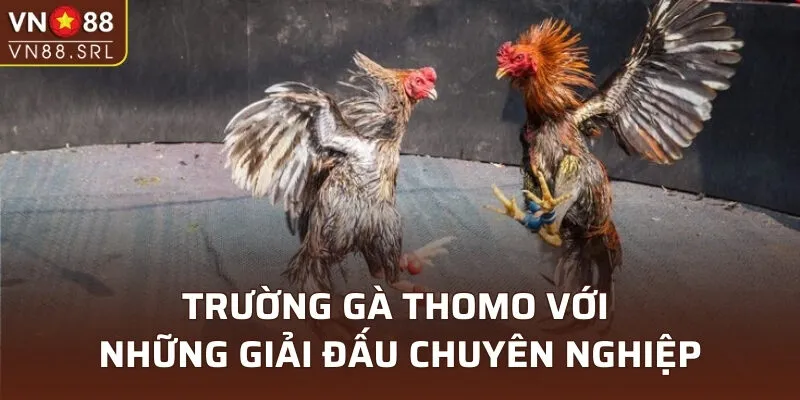 Trường gà Thomo với những giải đấu chuyên nghiệp